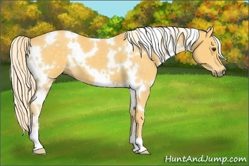 Horse Color:White Spotted Palomino