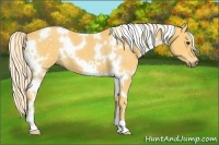 Horse Color:White Spotted Palomino 