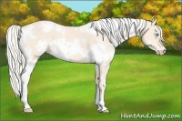 Horse Color:White Spotted Cremello 
