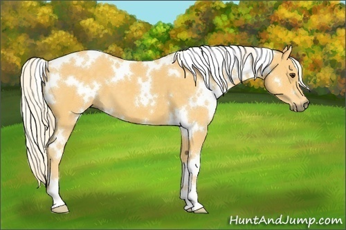 Horse Color:White Spotted Palomino