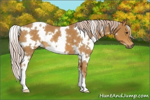 Horse Color:White Spotted Palomino
