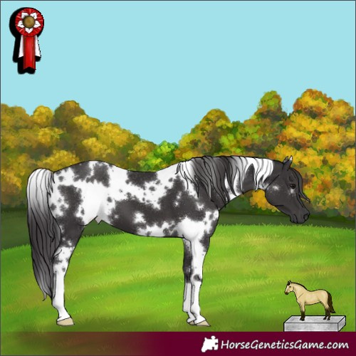 Horse Color:White Spotted Smoky Black 