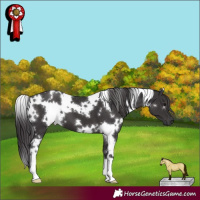 Horse Color:White Spotted Smoky Black