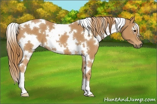 Horse Color:White Spotted Chestnut 