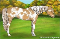 Horse Color:White Spotted Palomino 