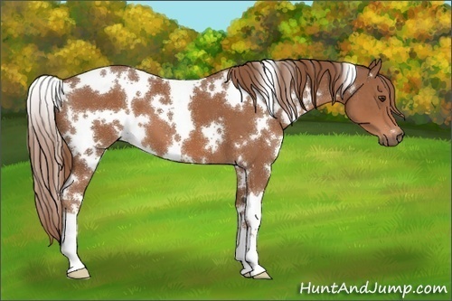 Horse Color:White Spotted Chestnut 