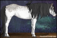 Horse Color:White Spotted Grullo