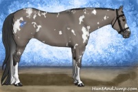 Horse Color:White Spotted Grullo Appaloosa 