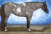 Horse Color:White Spotted Liver Red Roan