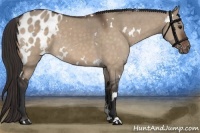 Horse Color:White Spotted Brown Dun Blanket