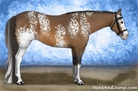 Horse Color:White Spotted Buckskin Splash 