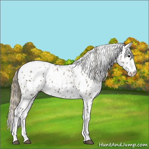 Horse Color:White Spotted Smoky Grullo Appaloosa 