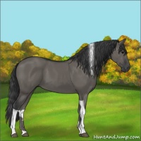 Horse Color:Grullo Tobiano 