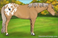 Horse Color:Palomino Appaloosa 
