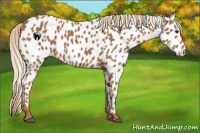 Horse Color:Chestnut Appaloosa