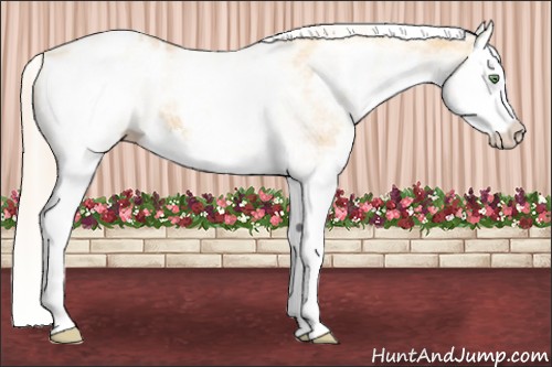 Horse Color:White Spotted Gold Cream Champagne Splash Appaloosa
