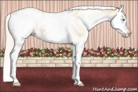 Horse Color:White Spotted Gold Cream Champagne Splash Appaloosa 