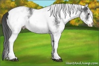 Horse Color:White Spotted Black
