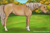 Horse Color:Palomino 