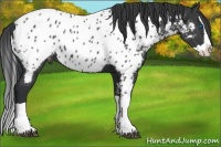 Horse Color:Black Splash Near Leopard