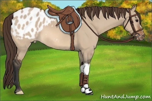 Horse Color:Bay Dun Appaloosa 