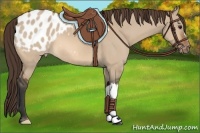 Horse Color:Bay Dun Appaloosa 