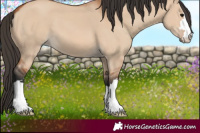 Horse Color:Bay Dun