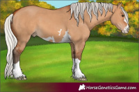 Horse Color:Silver Bay Dun