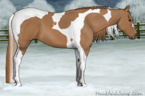Horse Color:Chestnut Tobiano 