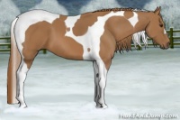 Horse Color:Chestnut Tobiano
