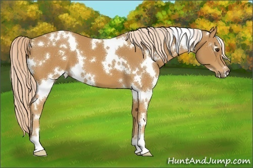 Horse Color:White Spotted Palomino 