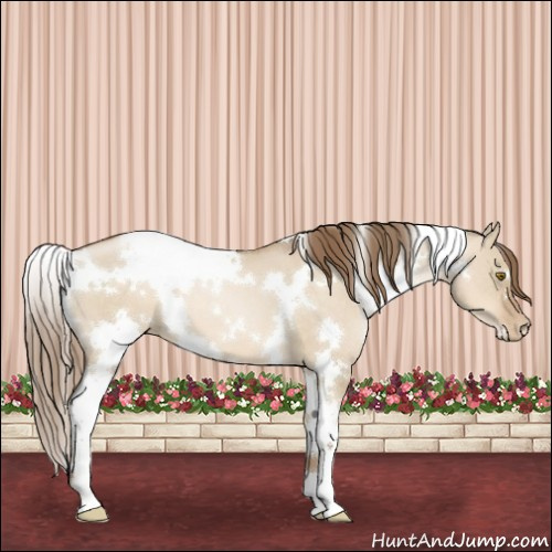 Horse Color:White Spotted Liver Red Dun Pearl 