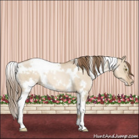 Horse Color:White Spotted Liver Red Dun Pearl 
