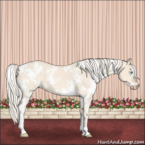 Horse Color:White Spotted Cremello Dun 