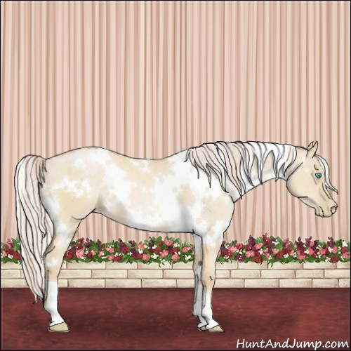 Horse Color:White Spotted Palomino Pearl Dun 