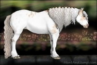 Horse Color:White Spotted Silver Bay Dun Frame Appaloosa 