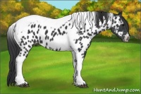 Horse Color:Black Tobiano Frame Appaloosa 
