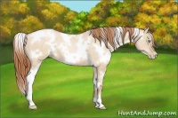 Horse Color:White Spotted Buckskin Pearl Dun 