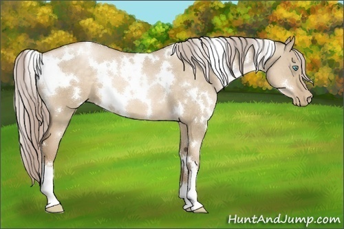 Horse Color:White Spotted Chocolate Palomino Pearl Dun 