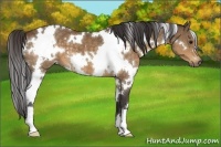 Horse Color:White Spotted Buckskin