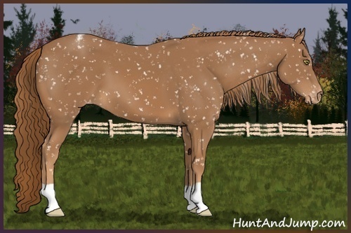 Horse Color:Chestnut Appaloosa 