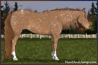 Horse Color:Chestnut Appaloosa 