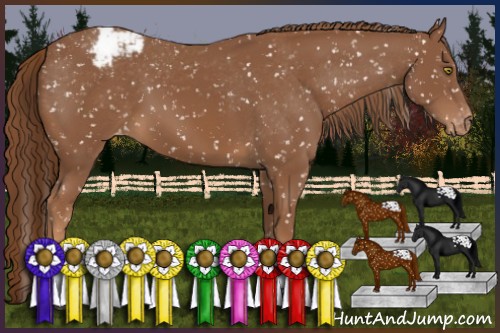 Horse Color:Chestnut Appaloosa 