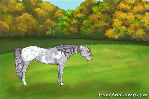 Horse Color:White Spotted Gold Champagne Ice Sabino Appaloosa 