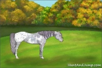 Horse Color:White Spotted Gold Champagne Ice Sabino Appaloosa 
