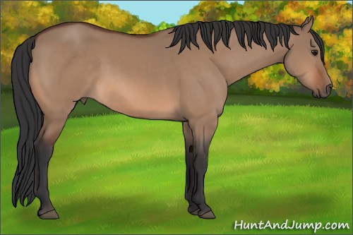 Horse Color:Bay Dun 