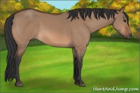 Horse Color:Bay Dun 