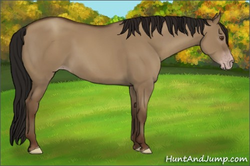 Horse Color:Gray Classic Champagne Dun 