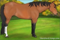 Horse Color:Bay 