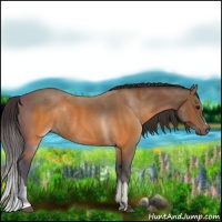 Horse Color:Buckskin Rabicano